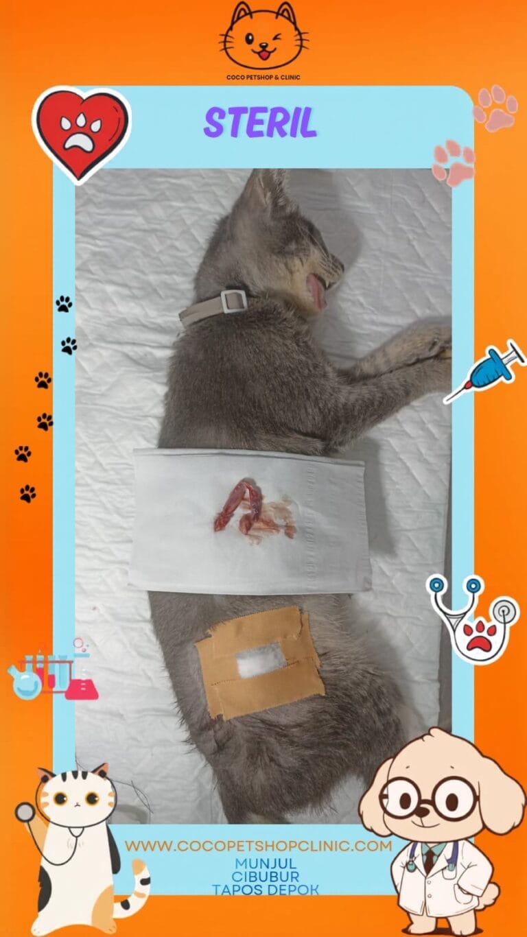 Kucing pasca operasi steril di klinik hewan dengan perban dan plester.
