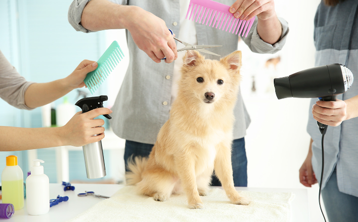 Anjing Pomeranian sedang dirawat oleh beberapa orang dengan gunting, sisir, dan pengering rambut.