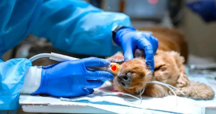 Dokter hewan melakukan intubasi pada anjing dengan selang endotrakeal