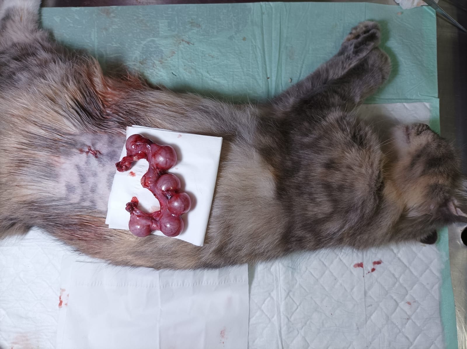 Ovarium kucing pasca sterilisasi oleh dokter hewan di jakarta timur