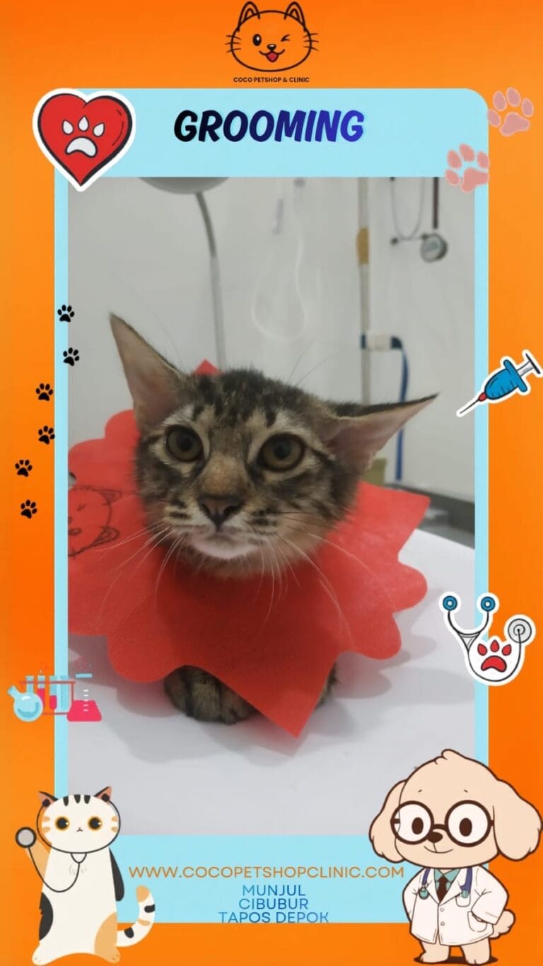 Kucing lucu sedang grooming di Coco Petshop & Clinic, Depok