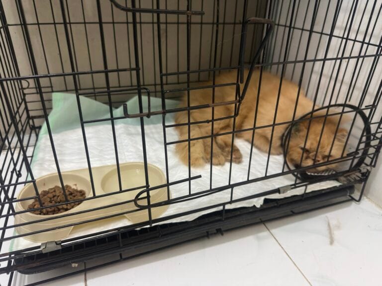 Kucing oranye tidur di kandang dengan mangkuk makanan dan air.