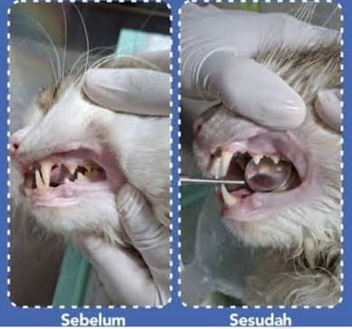 scaling gigi kucing coco klinik hewan & petshop