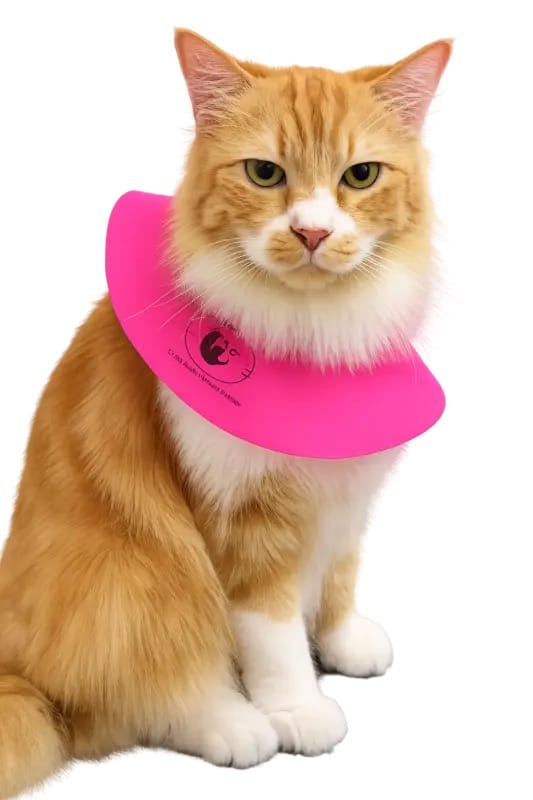 kucing berwarna oren bernama coco. maskot dari klinik hewan coco klinik hewan & petshop