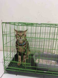 Kucing di dalam kandang penitipan kucing jakarta timur coco klinik hewan cibubur