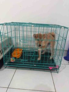 Anjing Shiba Inu coklat di dalam kandang anjing coco klinik hewan tapos.