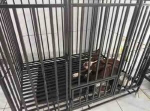Anjing coklat di dalam kandang coco klinik hewan & petshop