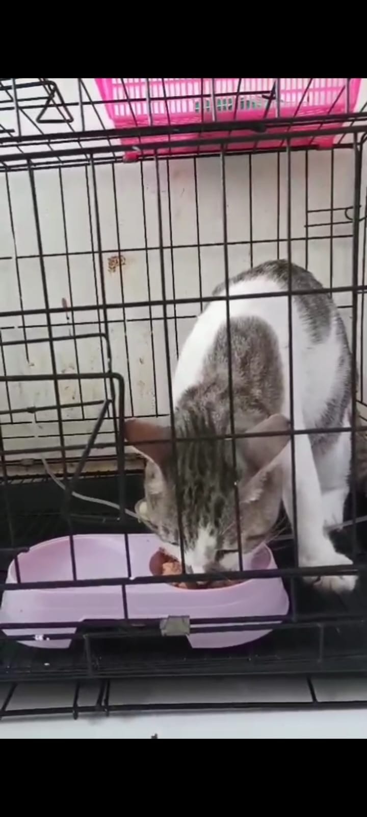 Kucing abu-abu dan putih makan dari mangkuk di dalam kandang.