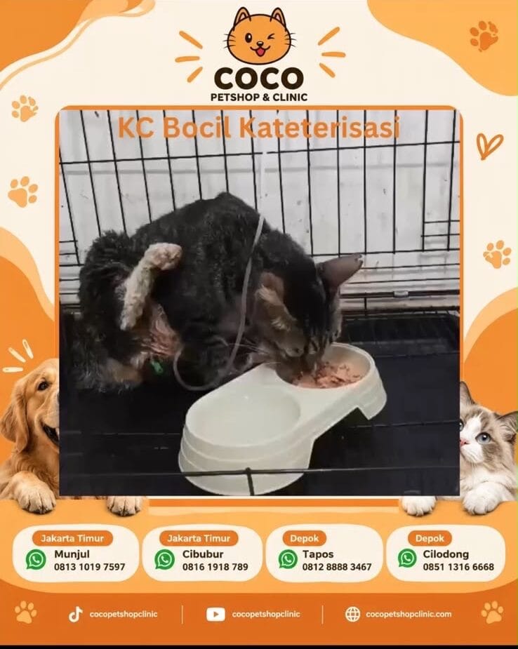Kucing pasca-katerisasi makan di Coco Petshop & Clinic