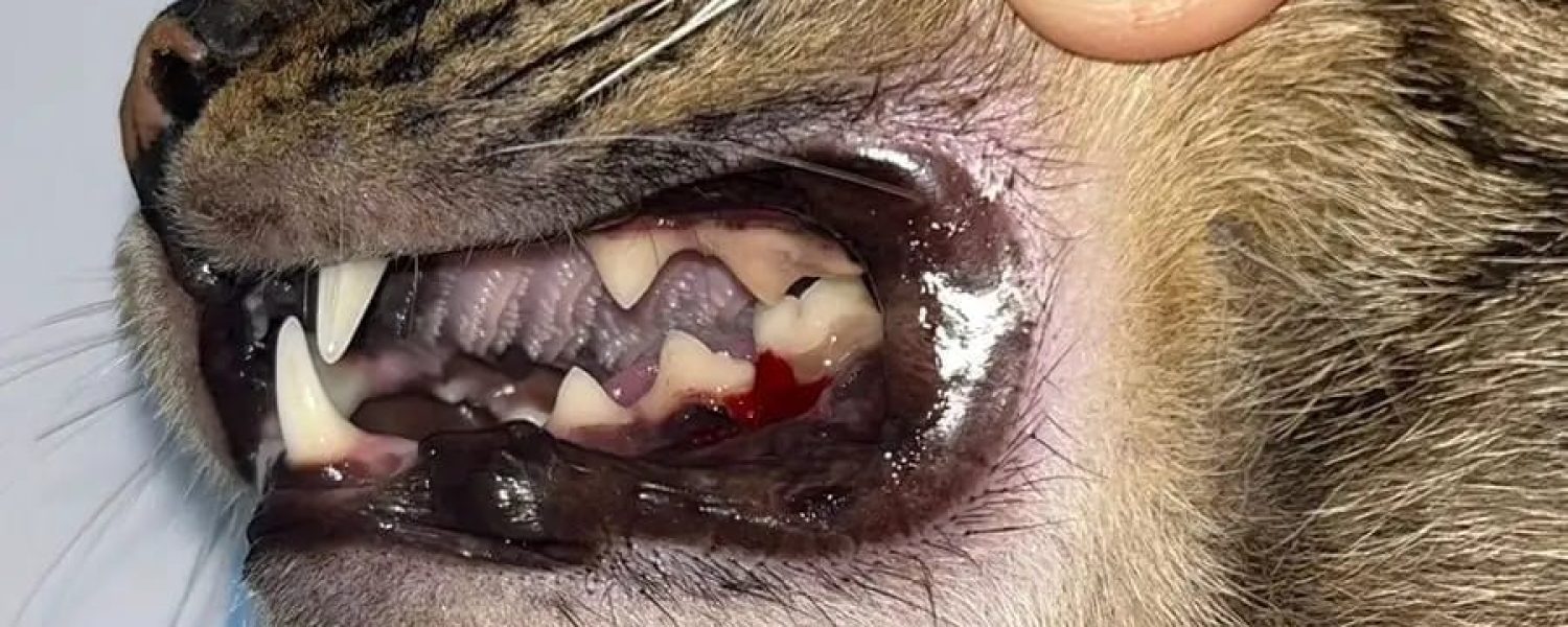 gigi kucing yang telah di scaling oleh dokter hewan terdekat di depok
