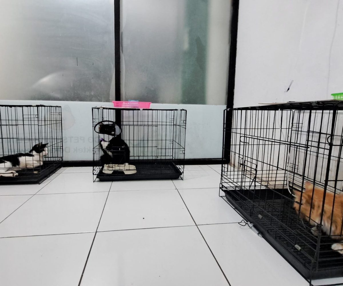 kucing dalam kandang pet hotel dan rawat inap di coco klinik hewan