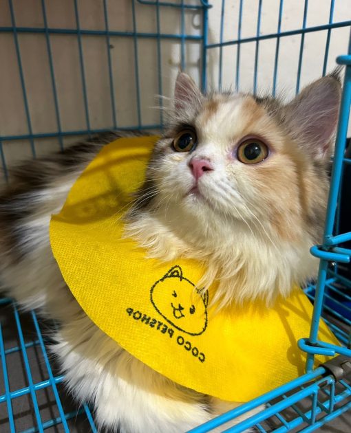Kucing Persia berbulu dengan kerah kuning di dalam kandang, cocok untuk pet hotel terdekat.