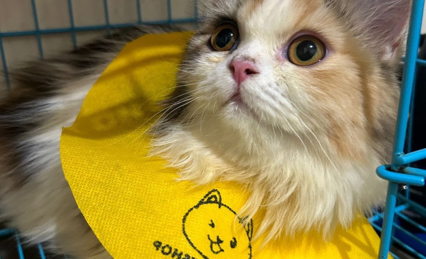 Kucing Persia berbulu dengan kerah kuning di dalam kandang, cocok untuk pet hotel terdekat.