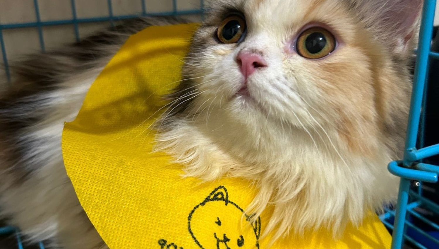 Kucing Persia berbulu dengan kerah kuning di dalam kandang, cocok untuk pet hotel terdekat.