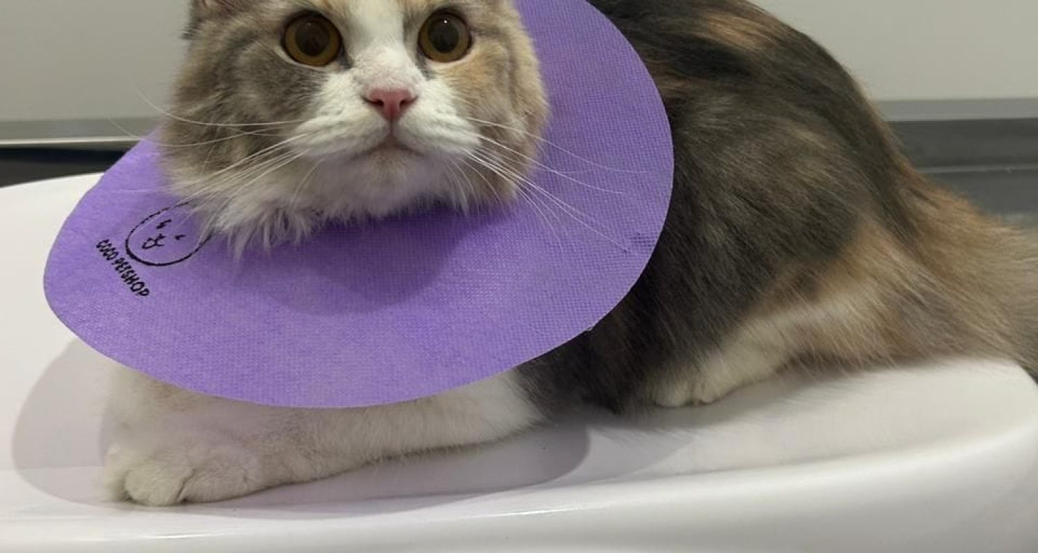 Kucing Persia berkerah Elizabethan di pet hotel terdekat