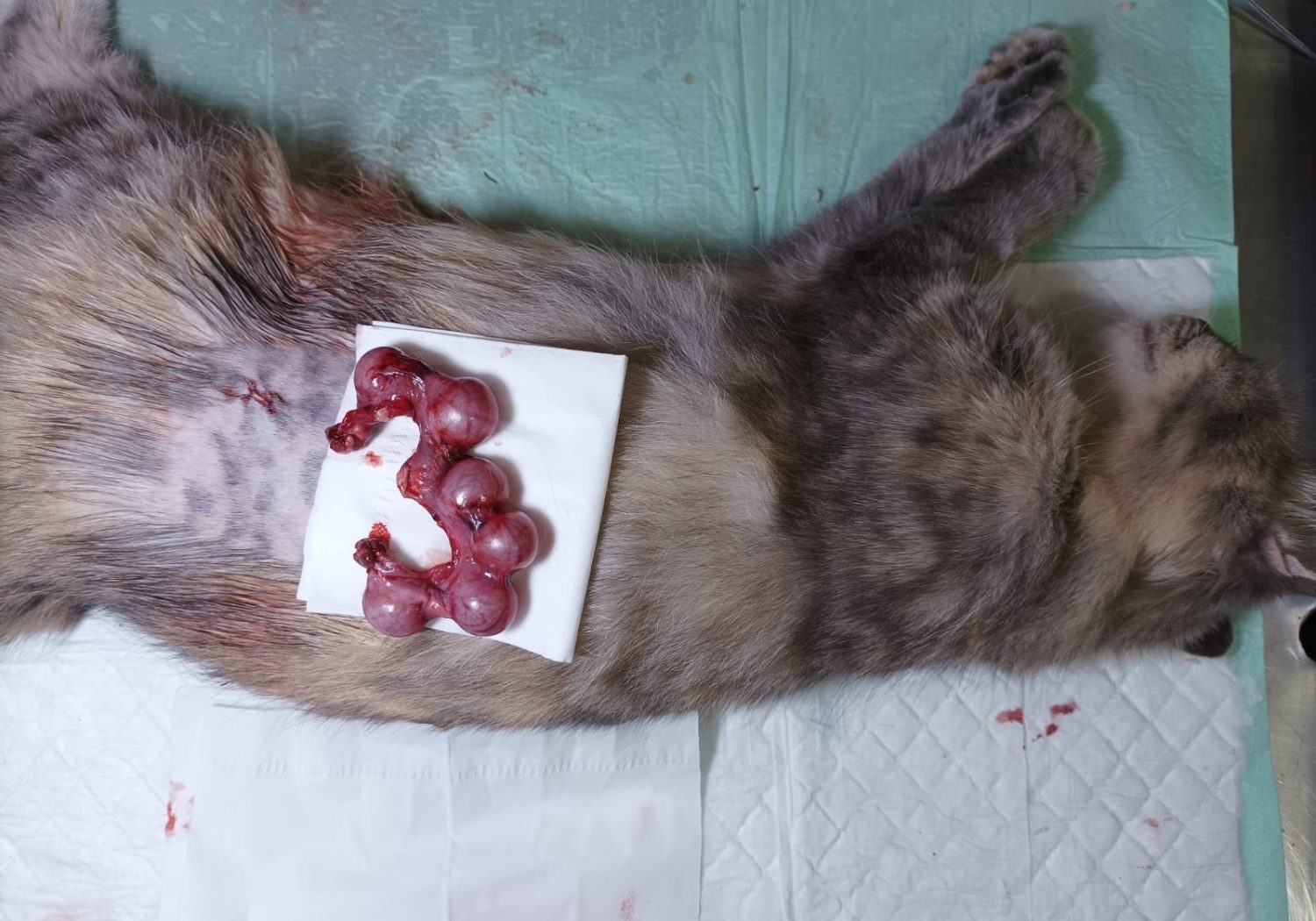 Ovarium kucing pasca sterilisasi oleh dokter hewan di jakarta timur