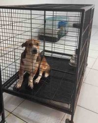 Anjing coklat duduk di dalam kandang penitipan hewan depok coco klinik hewan tapos
